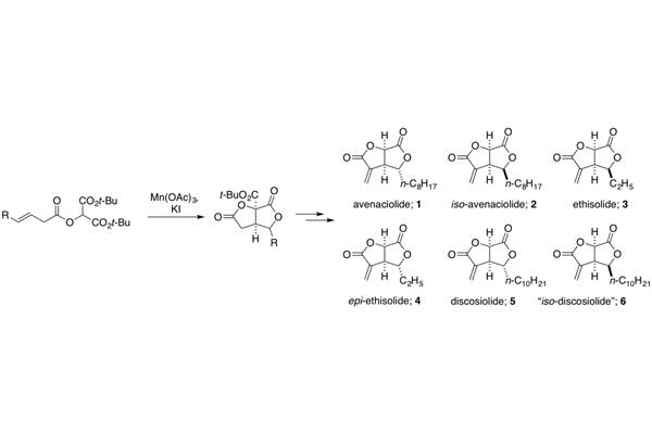 short total syntheses of the avenaciolide family of natural products